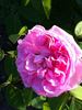 Enfant de France rose photo