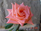 Katrin rose photo