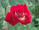 Pompeii rose photo