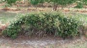 90-1A rose photo