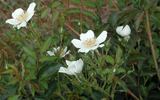 90-1A rose photo