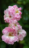 Madame Auguste Nonin rose photo