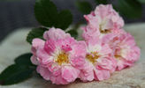 Madame Auguste Nonin rose photo