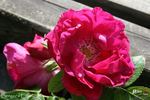 Berger's Erfolg rose photo
