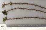 Basye's Amphidiploid Seedling 86-7 rose photo
