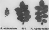 Basye's Amphidiploid Seedling 86-7 rose photo