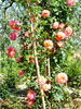 Pirontina rose photo