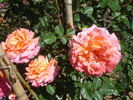 Pirontina rose photo