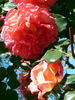 Pirontina rose photo