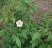 OBxBR9 rose photo