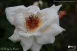 A.N.W.B. Rose rose photo