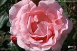 Almandet rose photo