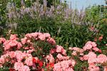Blühendes Barock rose photo