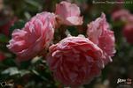 Chami rose photo