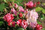 Colibri rose photo
