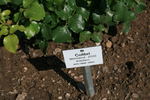 Colibri rose photo