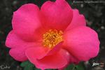 Cuba rose photo