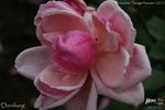 Dernburg rose photo