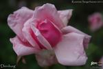 Dernburg rose photo