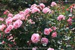 Dornröschenschloss Sababurg rose photo