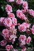 Dornröschenschloss Sababurg rose photo