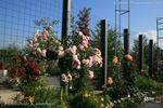 Dortmunder Kaiserhain ® rose photo