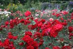 Effekt rose photo