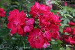 Elbefreude X Dornröschen rose photo