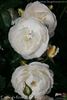England's Rose rose photo