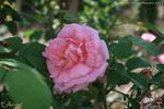 Erlkönig rose photo