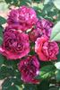 Etna rose photo