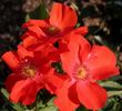 Orangeade ® rose photo