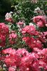 Fair Play ® rose photo