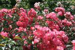 Fair Play ® rose photo