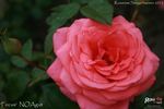 Focus rose photo