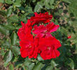 Andalusien ® rose photo
