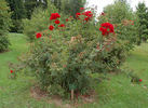 Burghausen ® rose photo