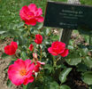 Schleswig 87 rose photo