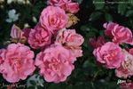 Joseph Guy rose photo
