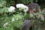 Faith Whittlesey ™ rose photo