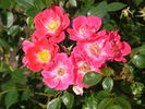 Wine and Dine ™ rose photo
