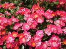 Wine and Dine ™ rose photo