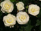 Wollongong Gold rose photo