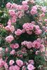 Louis Jolliet rose photo