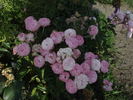 Andikó rose photo