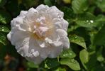 Gruss an Labenz rose photo