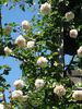 Weetwood rose photo