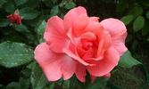 Pernille Poulsen ® rose photo