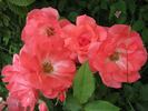 Pernille Poulsen ® rose photo
