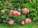 Pernille Poulsen ® rose photo